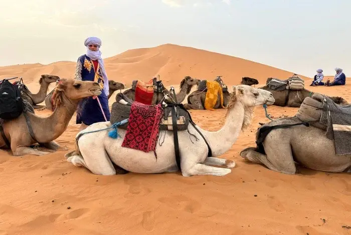 Camel trekking activity
